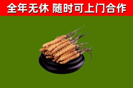 焦作市回收冬虫夏草